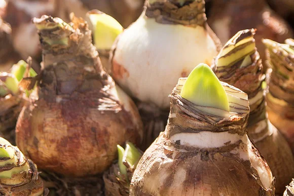 Amarylliszwiebeln mit austreibenden grünen Trieben